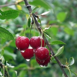 Čerešňa vtáčia (Prunus avium) ´VAN´ skorá 140-160 cm, voľnokorenná